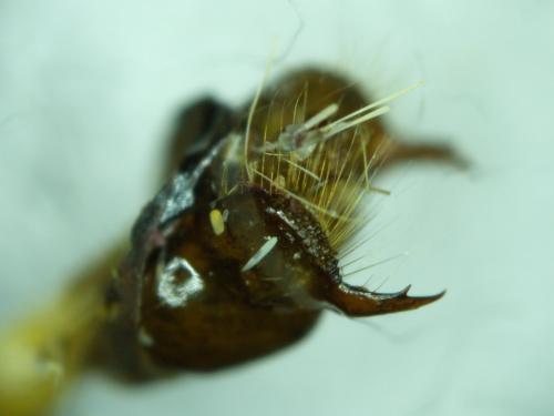Melitaea sp.